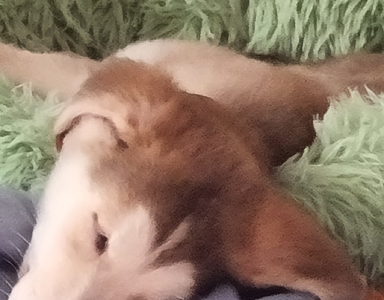 Alaskan Malamute – Berwick