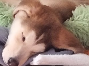 Alaskan Malamute – Berwick