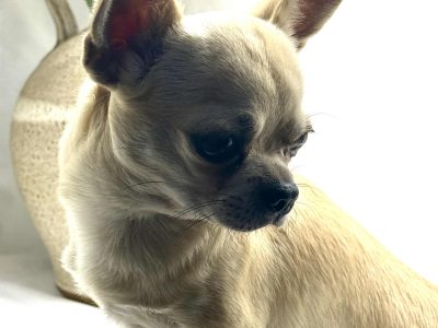 Chihuahua – Bundaberg Central