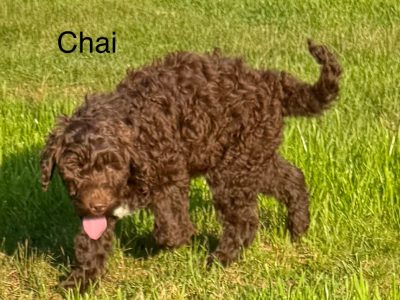 Labradoodle – Thomson Brook