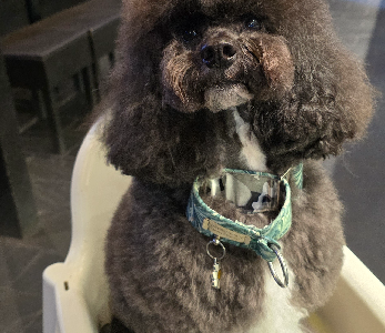 Spoodle – Tuggerah