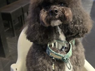 Spoodle – Tuggerah