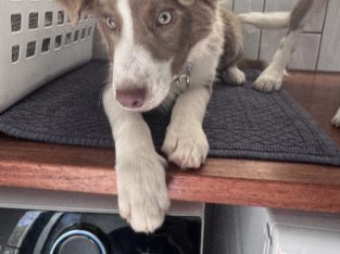 Border Collie – Burrum River