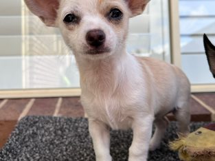 Chihuahua – Werribee