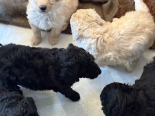 Bordoodle – Kyneton