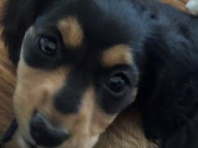 Dachshund – Beaconsfield