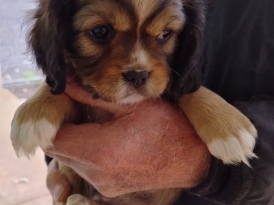 Maltese – Mount Barker