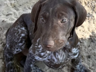 German Shorthaired Pointer – Kundle Kundle