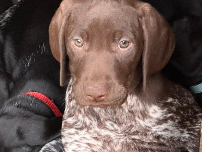 Dogs – Kundle Kundle