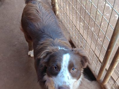 Border Collie – Russell Island