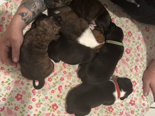 Staffordshire Bull Terrier – Logan