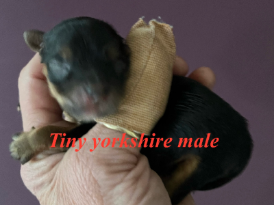 Yorkshire Terrier – Rooty Hill