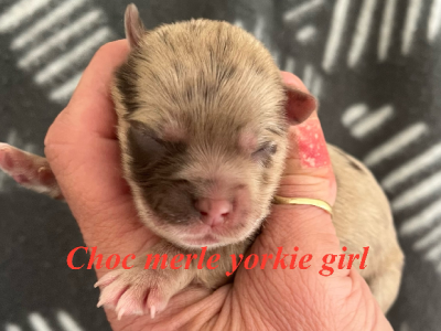 Yorkshire Terrier – Rooty Hill