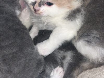 Domestic Medium Hair (DMH) – Cranebrook