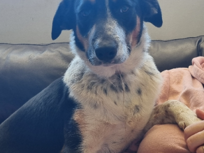 Border Collie Kelpie Cross – Stefanie Davis