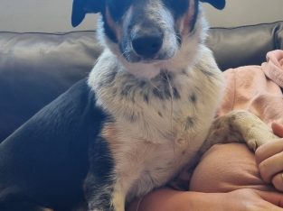 Border Collie Kelpie Cross – Stefanie Davis