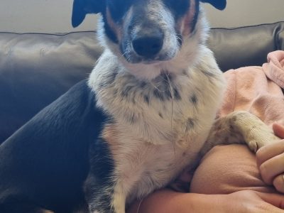 Border Collie Kelpie Cross – Stefanie Davis