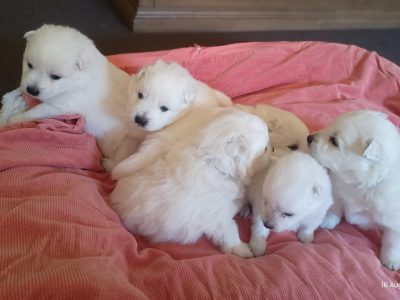 Japanese Spitz – Kippa-Ring
