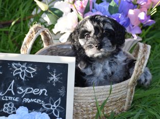 Cavoodle – Wirrina Cove