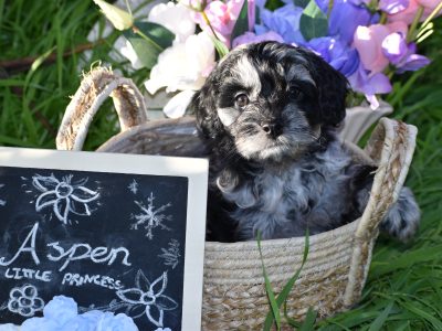 Cavoodle – Wirrina Cove