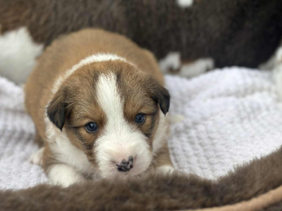 Border Collie – Marshall Mount