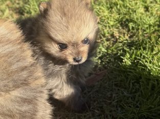 Pomeranian – Tahmoor