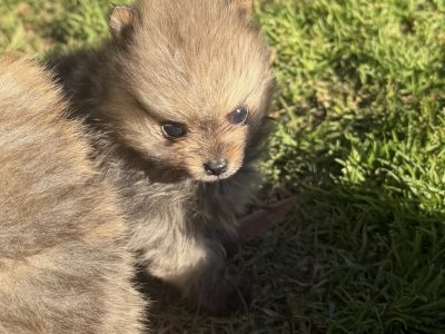 Pomeranian – Tahmoor