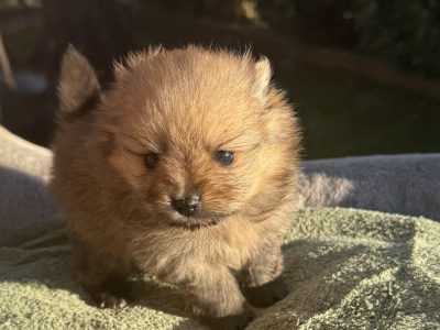 Pomeranian – Tahmoor