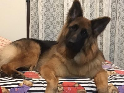 German Shepherd – Beechboro