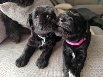 Schnauzer (Miniature) – Delahey