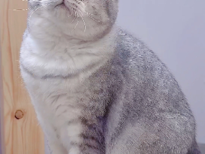 British Shorthair – Mill Park