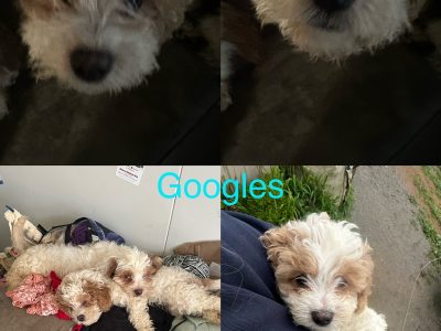 Cavoodle – Tenterden