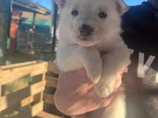 German Shepherd – wayne McCormack