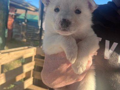 German Shepherd – wayne McCormack