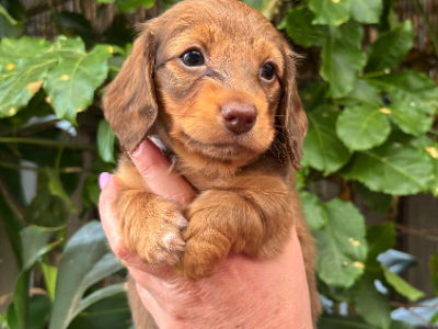 Dachshund – Port Macquarie