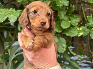 Dachshund – Port Macquarie