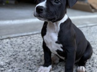 American Staffordshire Bull Terrier – Bahrs Scrub