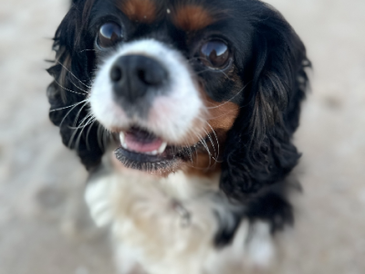 Cavalier King Charles Spaniel – Valla