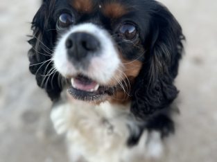 Cavalier King Charles Spaniel – Valla