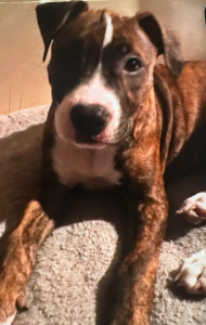 American Staffordshire Bull Terrier – Keilor Lodge