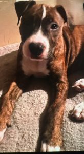 American Staffordshire Bull Terrier – Keilor Lodge