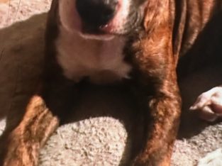 American Staffordshire Bull Terrier – Keilor Lodge