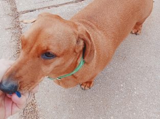 Dogs – Salisbury Park