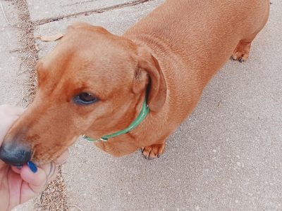 Dogs – Salisbury Park