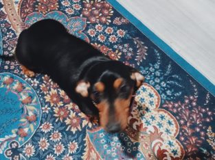 Miniature Dachshund – Salisbury Park