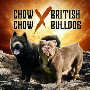 British Bulldog – Bargo
