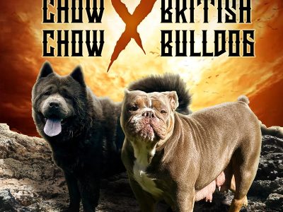 British Bulldog – Bargo
