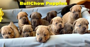 British Bulldog – Bargo