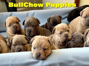 British Bulldog – Bargo