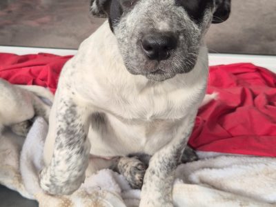 Australian Cattle Dog – Mountain Creek
